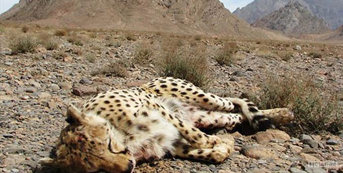 زیستگاهی برای حیات گربه سانان در ایران وجود ندارد/ نابودی تنها زیستگاه گوزن زرد طی ۲۰ سال اخیر زیستگاهی برای حیات گربه سانان در ایران وجود ندارد/ نابودی تنها زیستگاه گوزن زرد طی ۲۰ سال اخیر