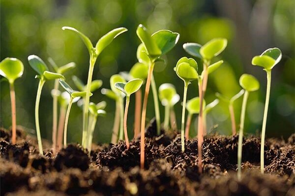 راهاندازی شتابدهنده تخصصی «سرای سبز» در سرای نوآوری واحد مبارکه راهاندازی شتابدهنده تخصصی «سرای سبز» در سرای نوآوری واحد مبارکه