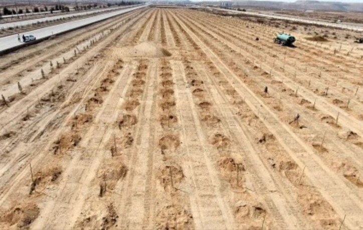 به تعداد جمعیت سیرجان درخت می‌کاریم