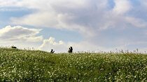 استخراج مواد معدنی از فندقلو صحت ندارد