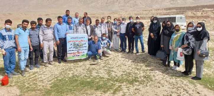 کاشت ۴۰۰اصله درخت کنار به همت پرسنل کارخانه سیمان کارون مسجدسلیمان