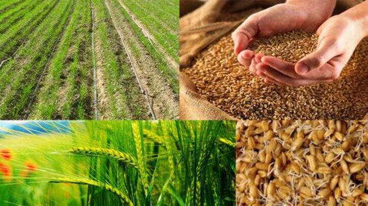 تغییرات قیمت محصولات و هزینه خدمات کشاورزی