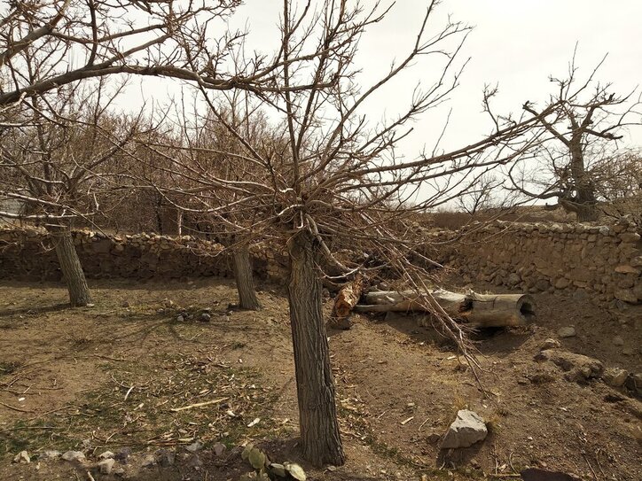 جدال طبیعت با معدن سنگ در روستای جزلان/خشک شدن ۳ هزار درخت