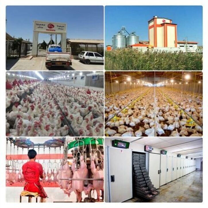 حمایت ۲۴۰ میلیارد ریالی بانک کشاورزی از زنجیره تولید مرغ