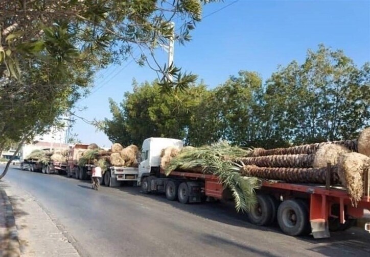 واکنش سازمان حفظ نباتات به برگشت خوردن نخل‌های صادراتی ایران