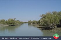 روز جهانی حفاظت از اکوسیستم مانگرو در «سیاره آبی»