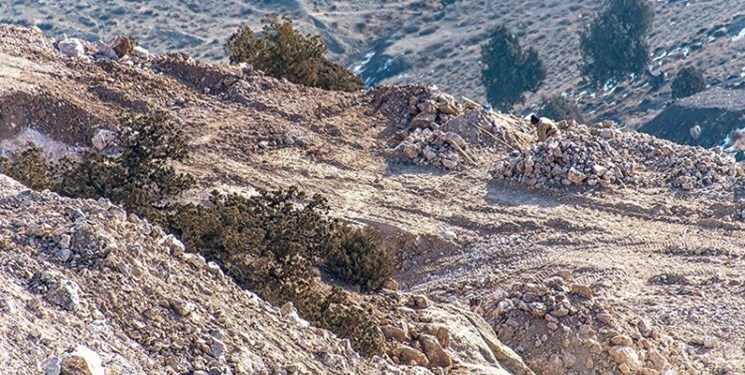 پیگیری ماجرای قطع درختان «اورس» در منطقه چهاردانگه ساری پیگیری ماجرای قطع درختان «اورس» در منطقه چهاردانگه ساری