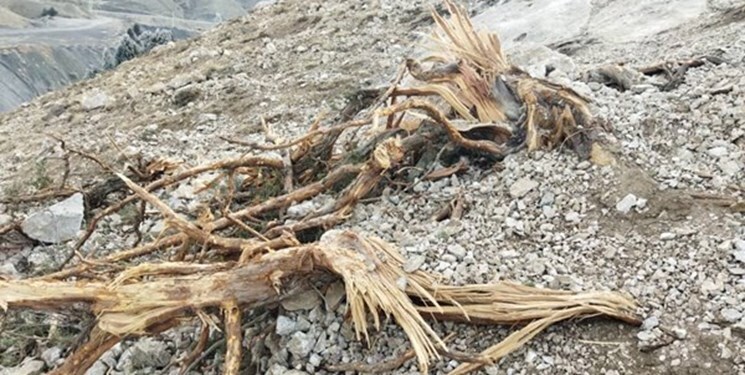 پیگیری ماجرای قطع درختان «اورس» در منطقه چهاردانگه ساری پیگیری ماجرای قطع درختان «اورس» در منطقه چهاردانگه ساری