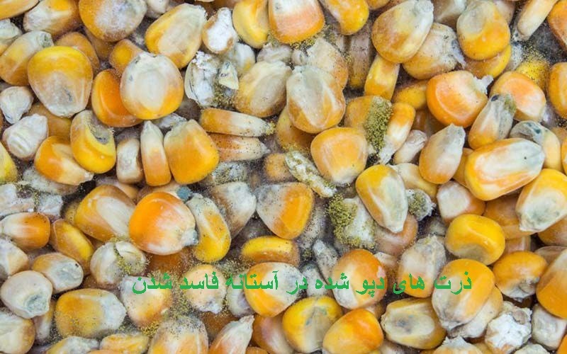 ورود رییس کل گمرک به بندر امام (ره) را به فال نیک میگیریم آن مسوول با خنده آمد ورود رییس کل گمرک به بندر امام (ره) را به فال نیک میگیریم آن مسوول با خنده آمد
