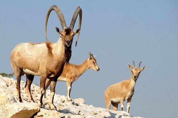 توسعه&zwnj; پایدار از کدام مسیر عبور می&zwnj;کند؟