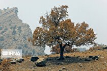 خسارت‌های طرح اکتشاف گاز در منطقه جنگلی بانکول ایوان برآورد شده است