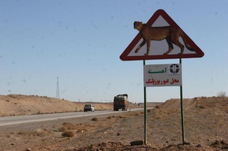 خطر مرگ بیخ گوش یوزهای ایرانی؛ وقتی معادن بلای جان حیاتوحش میشوند! خطر مرگ بیخ گوش یوزهای ایرانی؛ وقتی معادن بلای جان حیاتوحش میشوند!