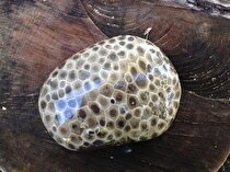 سنگ پتوسکی، سرانجام مرجان فسیل‌شده