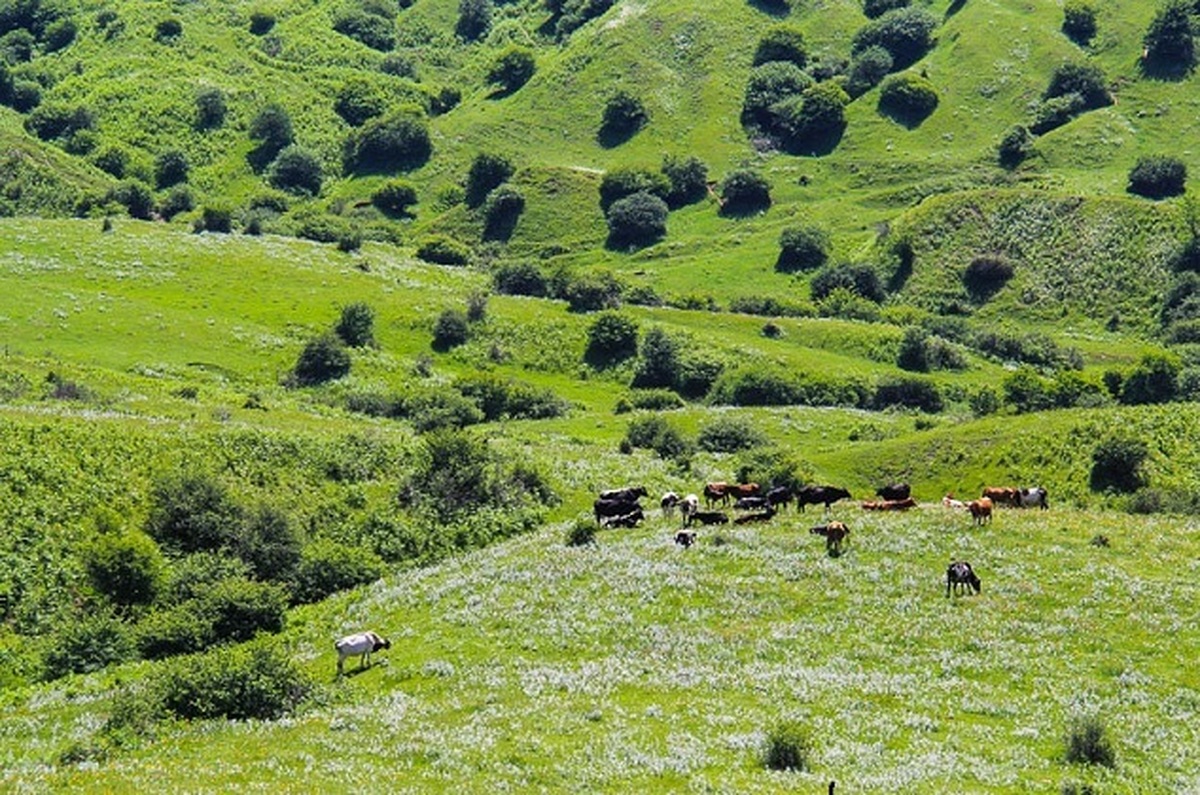 ضعف در تخصیص اعتبارات مشکلات منابع طبیعی را ادامه‌دار کرده است
